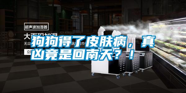 狗狗得了皮膚病，真兇竟是回南天？！