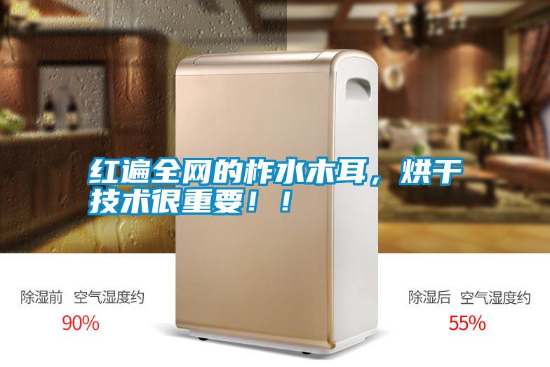 紅遍全網的柞水木耳，烘干技術很重要?。?/></p>
<p style=
