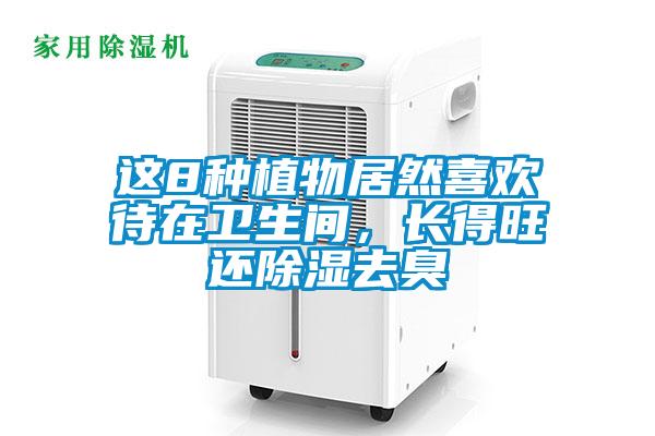 這8種植物居然喜歡待在衛生間，長得旺還除濕去臭