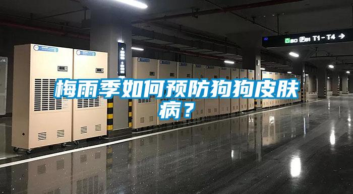 梅雨季如何預(yù)防狗狗皮膚病？
