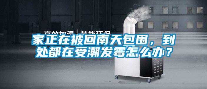 家正在被回南天包圍，到處都在受潮發霉怎么辦？