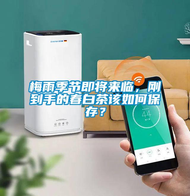 梅雨季節即將來臨，剛到手的春白茶該如何保存？