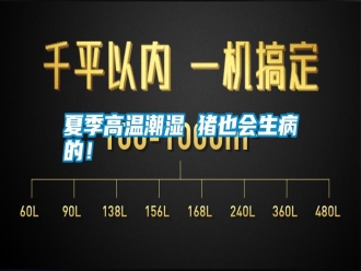 常見問題夏季高溫潮濕 豬也會生病的！